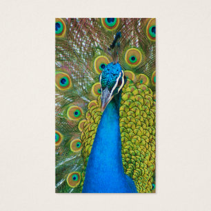 Pfau-Blau-Kopf mit und bunte Schwanz-Federn
