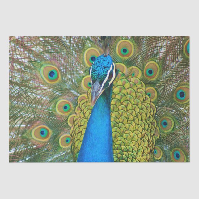 Pfau-Blau-Kopf mit und bunte Schwanz-Federn Seidenpapier (Vorderseite)