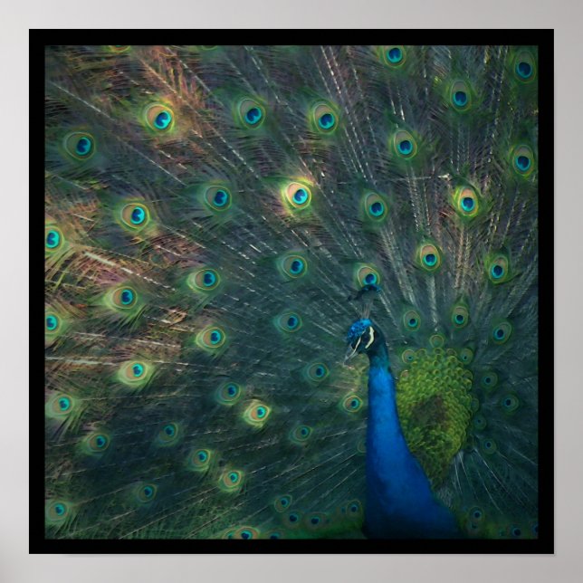 'Pfau' Canvas Print Poster (Vorne)