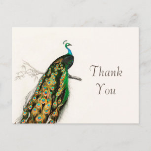 Pfau Danke Vintage-Kunstillustration  Postkarte