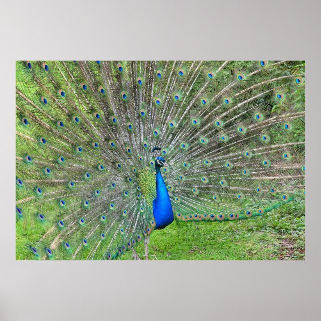 Pfau demonstriert seinen Schwanz Poster (Vorne)