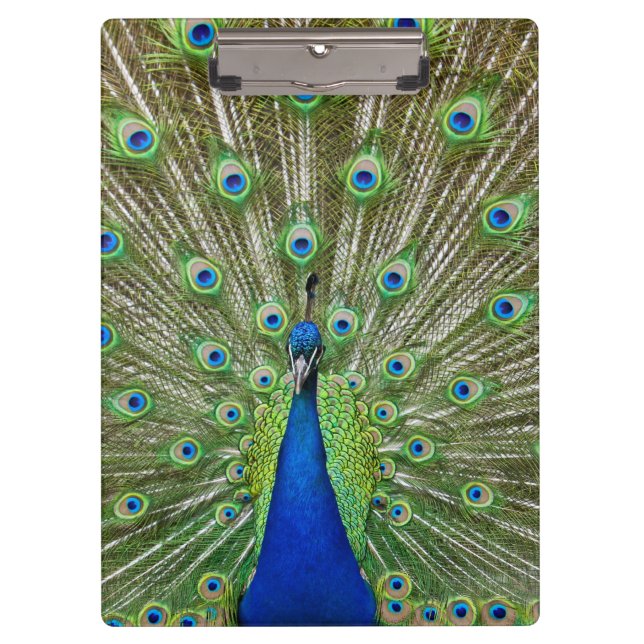 Pfau, der seine Federn zeigt Klemmbrett (Vorderseite)