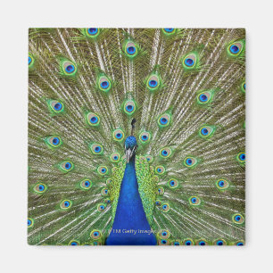 Pfau, der seine Federn zeigt Magnet