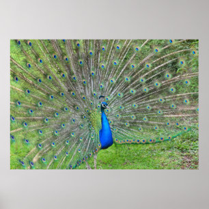 Pfau, der seinen Schwanz zeigt Poster