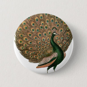 Pfau der Vintagen Kunst (Pfau) Button