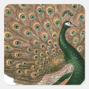 Pfau der Vintagen Kunst (Pfau) Quadratischer Aufkleber