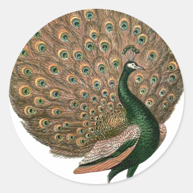 Pfau der Vintagen Kunst (Pfau) Runder Aufkleber (Vorderseite)