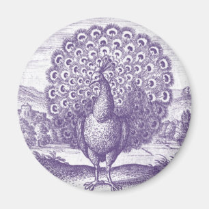 Pfau, eine alte Gravur Magnet