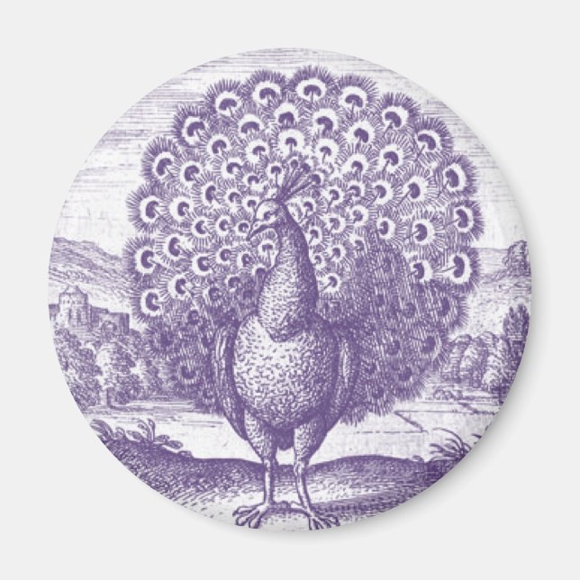 Pfau, eine alte Gravur Magnet (Vorne)