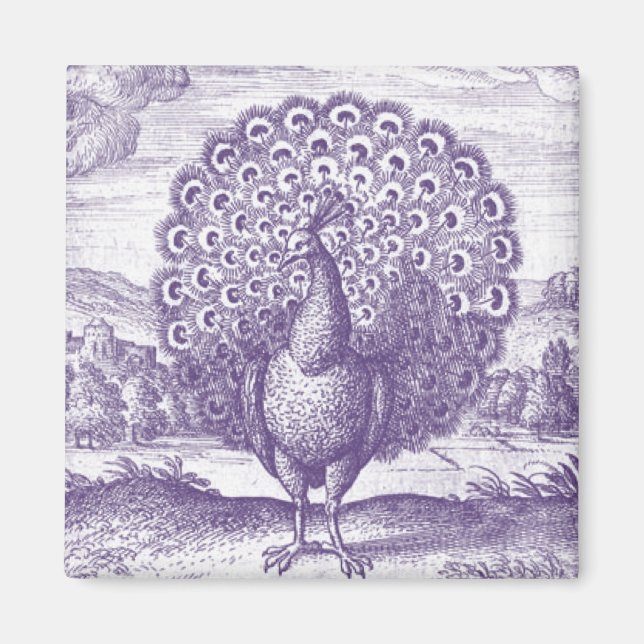 Pfau, eine Vintage Gravur Magnet (Vorne)