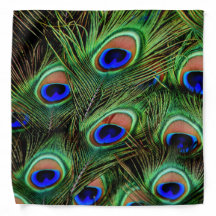 Pfau-Feder-Anzeige