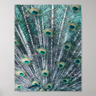 Pfau-Feder-Leinwand-Druck Poster