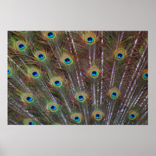 Pfau-Federn Poster