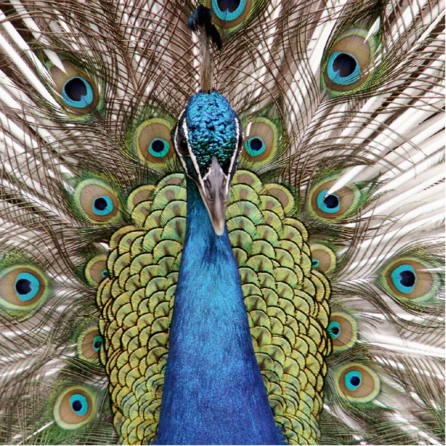 Pfau Freistehende Fotoskulptur (Vorne)