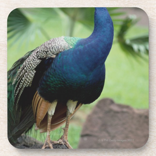 Pfau gehockt auf Felsen Getränkeuntersetzer (Vorderseite)