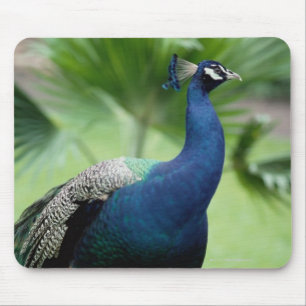 Pfau gehockt auf Felsen Mousepad