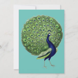 Pfau geöffneter Fächer Einladung