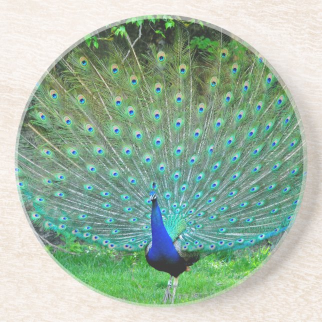 Pfau geringfügig untersetzer (Vorne)