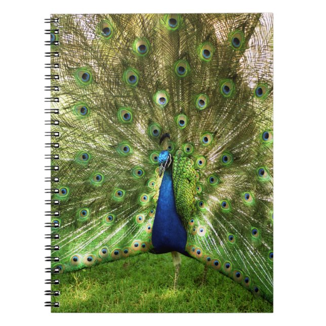 Pfau-gewundenes Notizbuch Notizblock (Vorderseite)