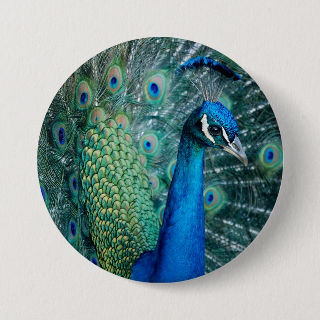 Pfau, großer Knopf Button (Vorderseite)