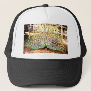 Pfau, Hat Truckerkappe
