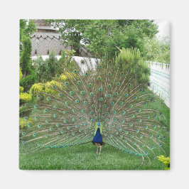 Pfau im Garten Foto Magnet
