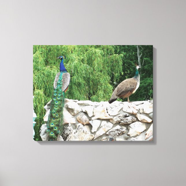 Pfau im Garten Fotografie Museo Cantonale d'Arte Leinwanddruck (Vorderseite)