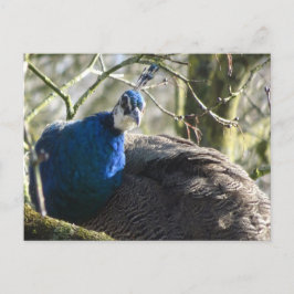 Pfau im Tree DIY Postkarte