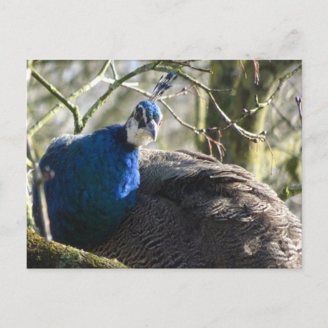 Pfau im Tree DIY Postkarte (Vorderseite)