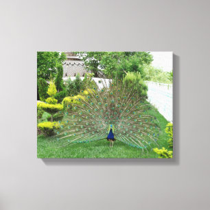 Pfau in einem Garten-Leinwand-Druck Leinwanddruck