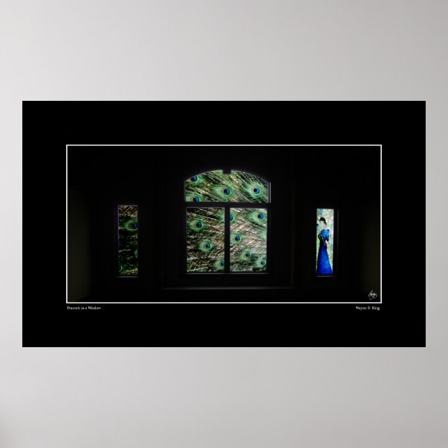Pfau in einem Windows-Poster Poster (Vorne)