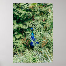 Pfau in grünen Buchsen