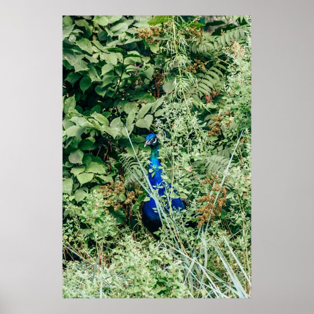 Pfau in grünen Buchsen Poster (Vorne)