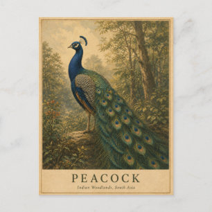 Pfau Indian Woodlands VINTAGE Postkarte