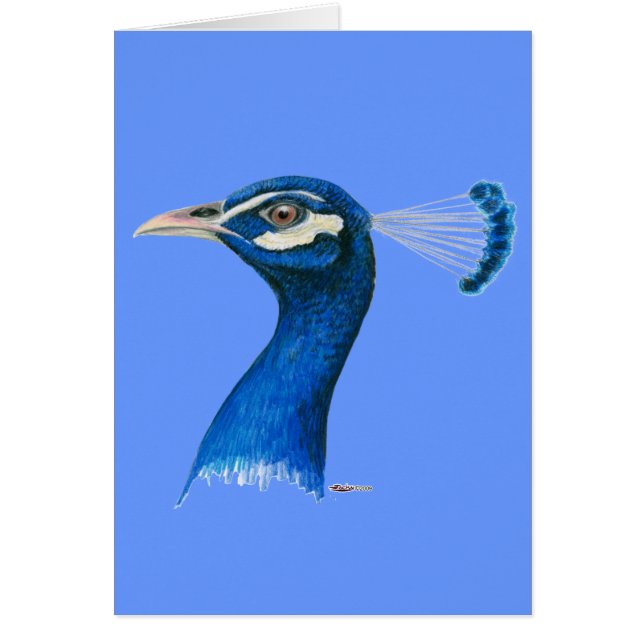 Pfau: Indischer Blauer (Vorne)