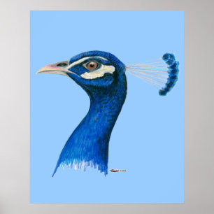 Pfau: Indischer Blauer Poster