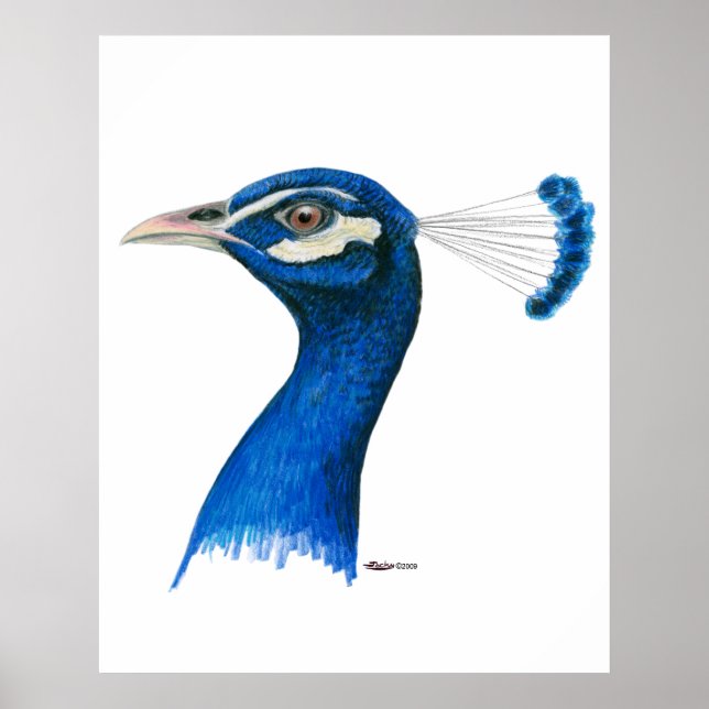 Pfau: Indischer Blauer Poster (Vorne)