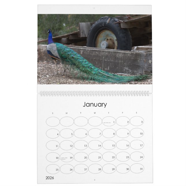 Pfau-Kalender Kalender (Jan 2026)