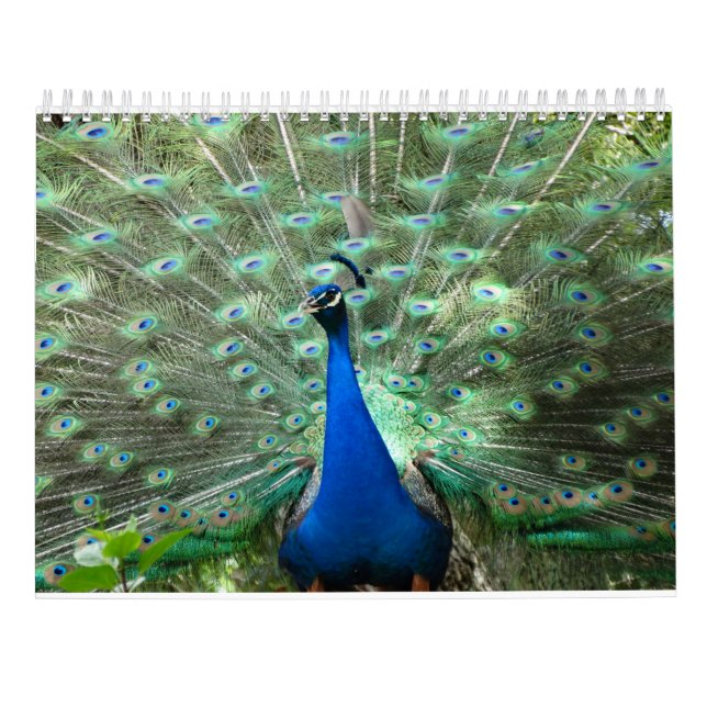 Pfau-Kalender Kalender (Rückseite)