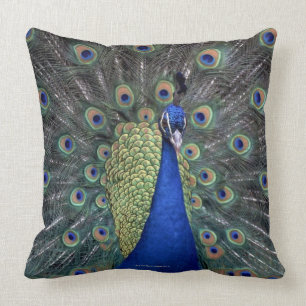 Pfau Kissen