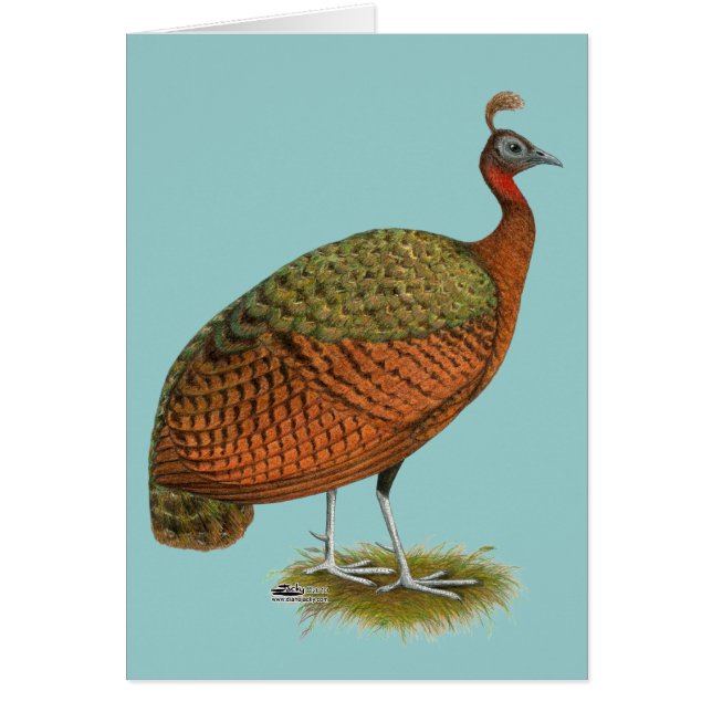 Pfau: Kongo Peahen (Vorne)