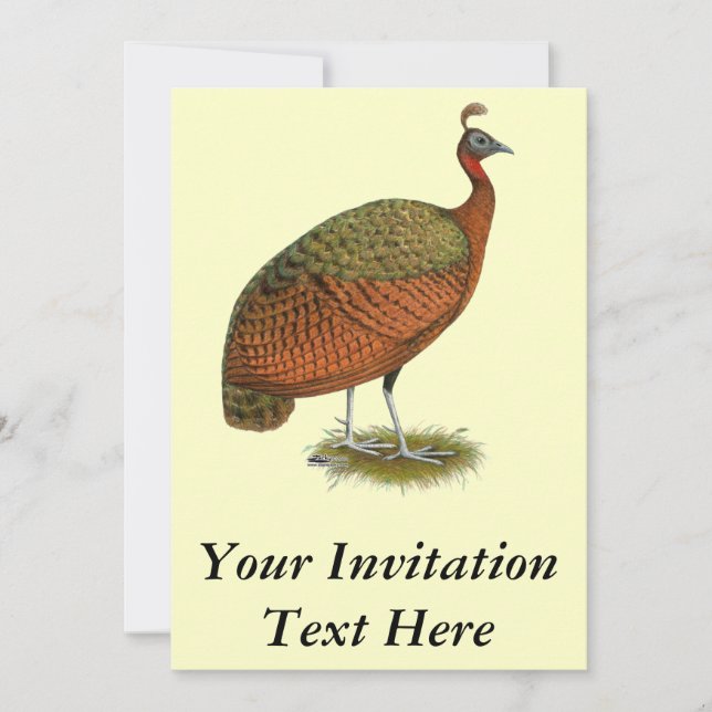 Pfau: Kongo Peahen Einladung (Vorderseite)