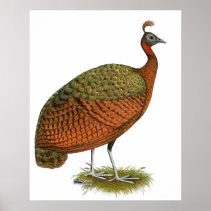 Pfau: Kongo Peahen Poster