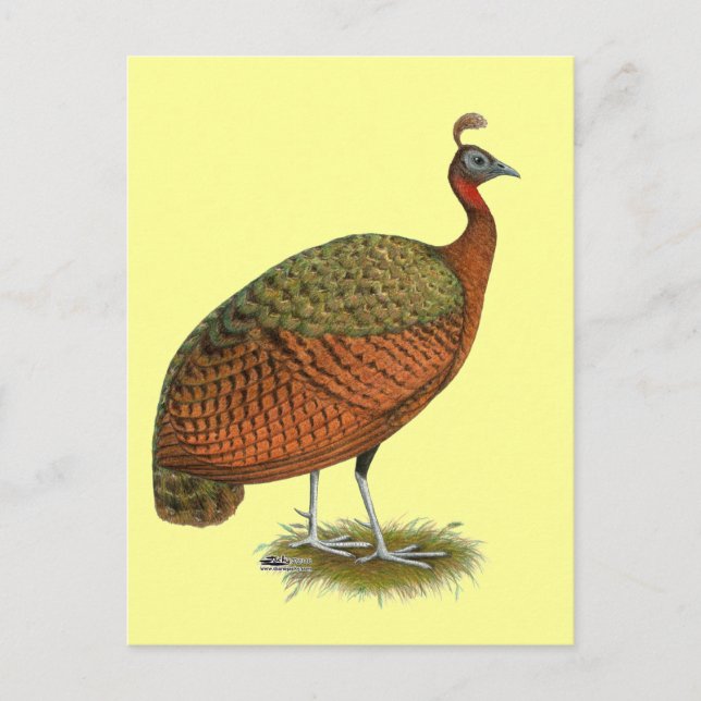 Pfau:  Kongo Peahen Postkarte (Vorderseite)