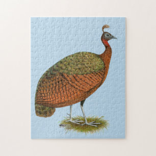 Pfau: Kongo Peahen Puzzle