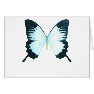 Pfau-königlicher Schmetterling