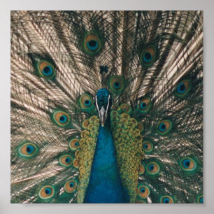 PFAU-LEINWAND-DRUCK POSTER