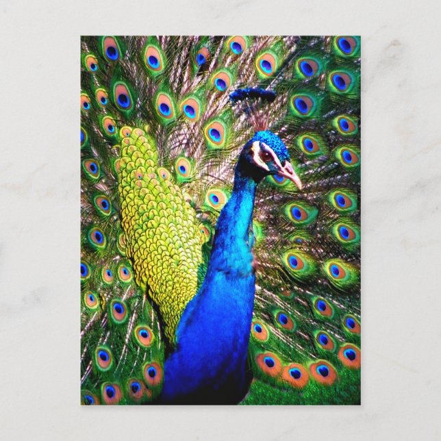 Pfau, Liebe Postkarte (Vorderseite)