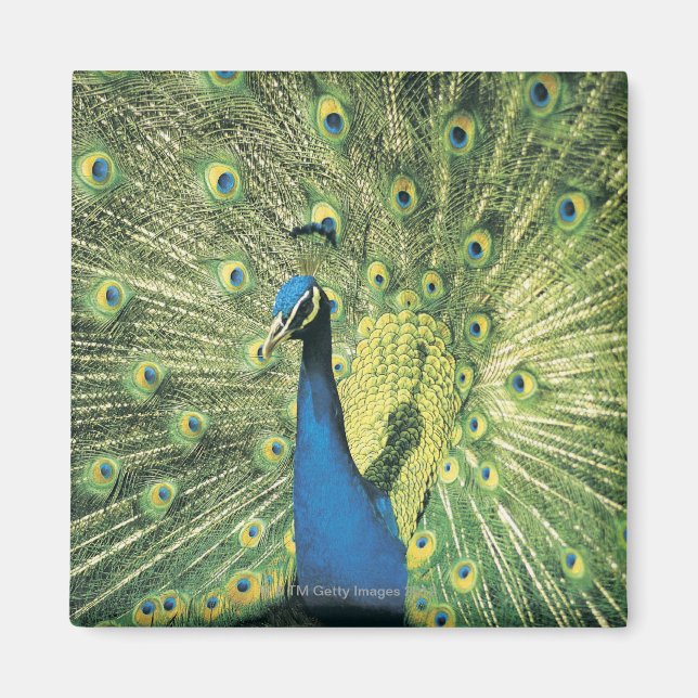 Pfau Magnet (Vorne)