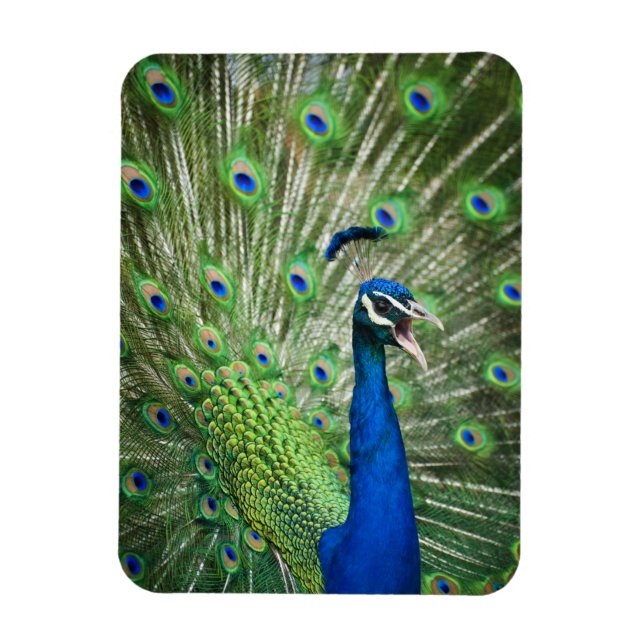 Pfau Magnet (Vertikal)